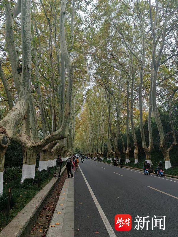 九游体育娱乐网“几步一个照相师”也成了梧桐通衢的另一齐情景-九游体育官网 九游娱乐(NineGameSports)官方网站