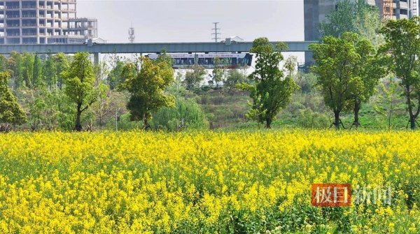 九游体育app娱乐黄灿灿的花海随风摇曳-九游体育官网 九游娱乐(NineGameSports)官方网站
